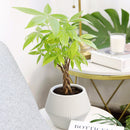 6" pot braided pachira stump money tree live plant for sale, rich forest green umbrella canopy, smooth palmate leaflets with pale midribs, architecturally woven trunk, pet friendly non-toxic tropical, thrives under office fluorescent light, elegant floor or corner statement plant, a timeless feng shui inspired gift for home or business