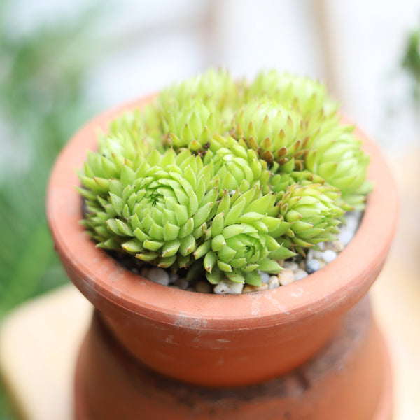 Sempervivum Jovibarba Allionii – Frost Hardy Drought Tolerant
