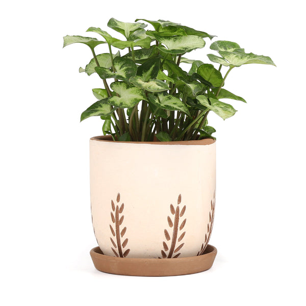 6 inch White & Nature Reed Round Cement Planter - Plant Pot for Sale by Succulents Box