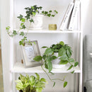 Philodendron Cordatum, philodendron cordatum care, cordatum philodendron, caring for an philodendron cordatum