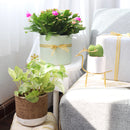 8" pot pothos 'marble queen' live houseplant for sale, black eco pot, mature lush trailing vines densely covered in cream-marbled glossy foliage, air-purifying hard-to-kill tropical houseplant, bold modern display for shelves or hanging hooks, exceptional gift for any plant enthusiast