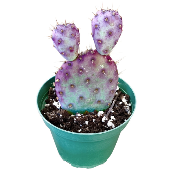 potted small prickly pear cactus Rare Purple Prickly Pear Cactus - Opuntia Basilaris Baby Rita, Outdoor Cactus