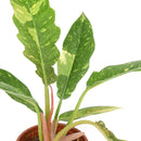 buy philodendron ring of fire live houseplant 4 inch online, tropical rainforest hybrid with boldly variegated serrated leaves in green red orange and cream, striking upright bushy growth with sculptural form, air-purifying and humidity-loving indoor plant, thrives near bright filtered windows, show-stopping rare houseplant gift for dedicated plant lovers