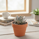 Top Dressing - Ash Black