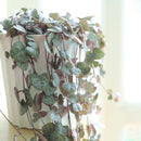 Buy an 8-pack of 4" live plants online. Choose eight plants of your choice to create a lush and diverse collection in 4" pots. Perfect for filling larger spaces, decorating your home or office, and growing your plant collection.