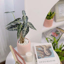 buy alocasia amazonica bambino live plant 4" pot online, petite jewel alocasia with vivid dark green arrow leaves and creamy white venation, purple underside detail, narrow upright grower under 18 inches, high humidity loving tropical aroid, a bold and exotic focal point for any indoor plant collection, the perfect gift for a dedicated plant parent