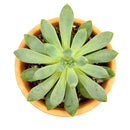 4 inch plant in plastic pot, a simple and lightweight option for displaying your choice of succulent or houseplant.