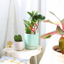 buy ZZ Plant live houseplant 8" pot online, magnificent full specimen with deep emerald glossy pinnate leaves in white cylinder pot, slow growing nearly indestructible perennial, air purifying with toxin filtering benefits, grand floor display plant for modern and contemporary interiors, stunning premium gift