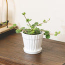 buy peperomia 'hope' live houseplant 3" pot online, tiny starter plant with endearing round leaf clusters on delicate trailing stems, fresh deep green foliage with light stripe detail emerging from compact roots, succulent-like leaves store moisture for easy-going low-frequency watering, perfect for terrariums hanging baskets or small decorative pots, adds a charming tropical accent to any cozy corner or shelf vignette, a delightful and affordable gift for anyone starting their plant journey