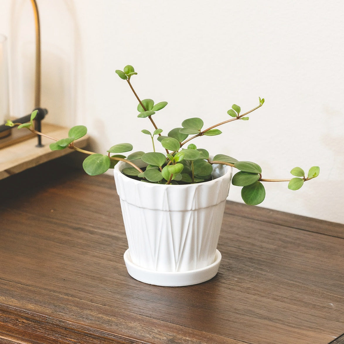 4 inch Peperomia Hope in white decorative pot for sale online, Live indoor plant decor ideas