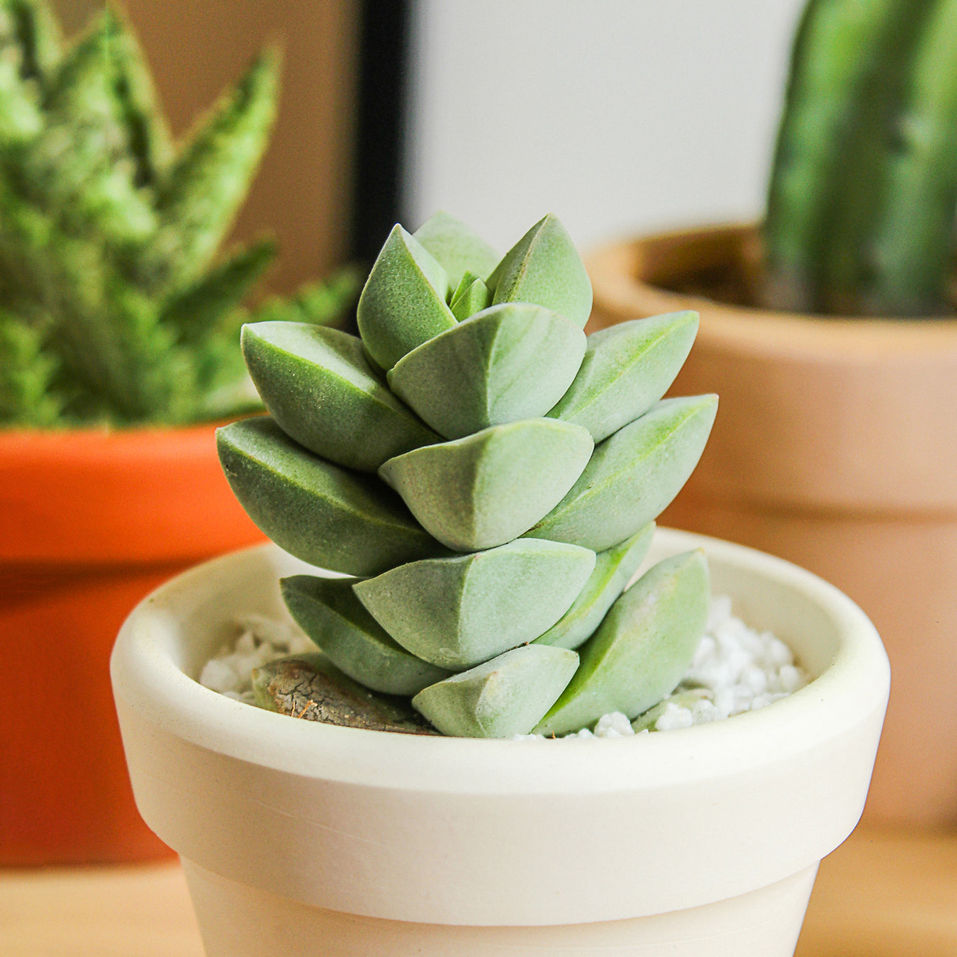 Crassula Moonglow succulent for sale, succulent gift decor ideas, 2 inch moonglow succulent in white clay pot