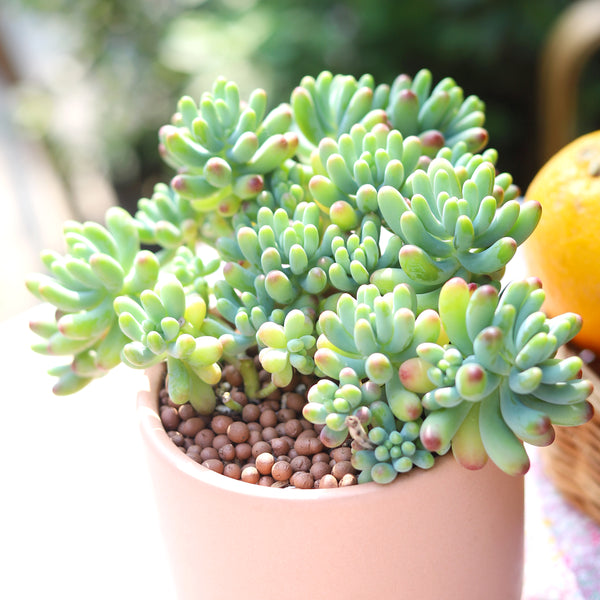 Sedum Blue Jelly Bean Pachyphyllym - Chubby Succulent for Sale