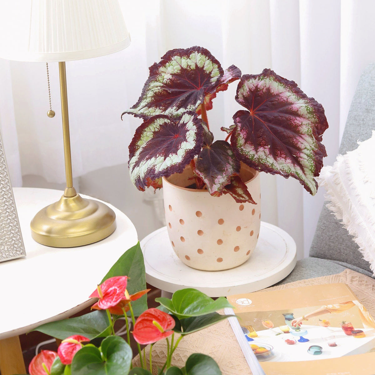 Silver Swirl Rex Begonia in decorative pot, Houseplant decor ideas