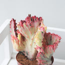 Mermaid Tail Succulent, monthly succulents, succulent care, succulent care guide, Succulents shop near me, indoor succulents, succulents garden, cactus, succulent subscription, Mermaid Tail Succulent in California, How to grow Mermaid Tail Succulent, Rare Crested Pink Cactus, rare succulent, cactus, cactus succulent, succulent cactus, cacti, cactus and succulents, succulents box, succulent shop, buy succulents online