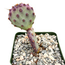 Rare Purple Prickly Pear Cactus