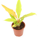 4 inch philodendron gergaji golden live houseplant for sale, intensely golden saw-tooth edged leaves, self-heading upright tropical form, vibrant glowing foliage in grower pot, easy to grow rare philodendron hybrid, bold tropical decor for modern interiors, unforgettable rare plant gift for houseplant lovers