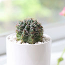 buy Echinocereus Pulchellus var Acanthosetus Cactus live cactus 3 inch online, full plant view in plastic pot showing globular body and pale spines, rare Mexican native cactus, deep taproot requires well-draining soil, collector-grade rare find, thoughtful and unique plant gift for cactus enthusiasts
