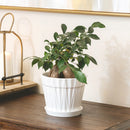 buy ficus ginseng live plant 8" pot online, stately mature canopy of waxy dark green foliage, commanding bulbous tiger-striped trunk, bold upright bonsai form, thrives in bright indirect light with humidity, dramatic floor plant for contemporary interiors, exceptional gift celebrating growth and harmony