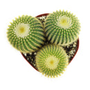 Cactus Garden Arrangement, Cacti, Random Cactus in Pot, Unique Cactus Arrangment, 3 kinds of cactus in pot for sale, cactus for sale