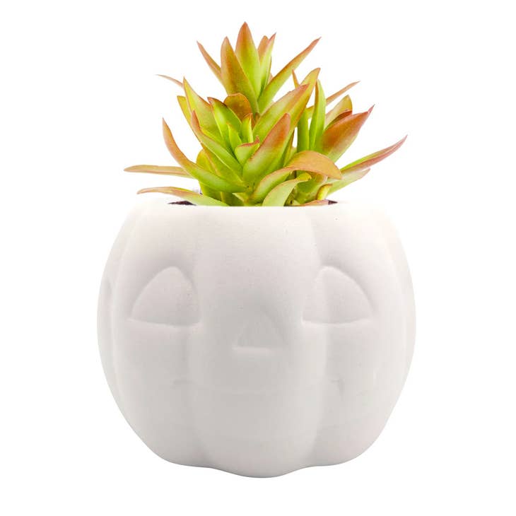 Halloween White Pumpkin Pot for sale, 2 inch white clay pot for succulent plant, Halloween decorative white clay pot for sale online, Small succulent clay pot