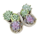 9 inch Butterfly Succulent Arrangement, Creative Succulent Planter for Sale, Live Succulent Gift Ideas, succulent arrangement for home decor