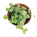 Hoya Curtisii, Curtisii Hoya, Hoya Curtisii plant, Hoya Curtisii for sale, Hoya Curtisii care, Hoya Curtisii houseplant, how to care for Hoya Curtisii , Hoya plants, houseplants, house plants, common houseplants, houseplants near me, houseplants for sale, buy Hoya Curtisii online