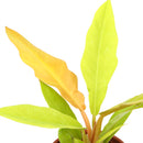 4 inch philodendron gergaji golden live houseplant for sale, intensely golden saw-tooth edged leaves, self-heading upright tropical form, vibrant glowing foliage in grower pot, easy to grow rare philodendron hybrid, bold tropical decor for modern interiors, unforgettable rare plant gift for houseplant lovers