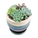 Succulent Arrangement in Ceramic Pot, rosette succulents, colorful succulents, stunning succulent arrangement for home and office decor, random succulents in ceramic pots