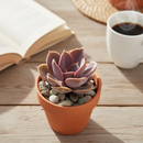 Top Dressing - Dark Pastel