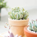 Echeveria runyonii Topsy Turvy