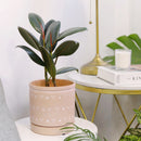 Ficus Decora Burgundy, Ficus Decora, Rubber plant, Rubber tree, burgundy houseplant, burgundy rubber tree, ficus burgundy, rubber plant care, Ficus Decora Burgundy care, Ficus Decora Burgundy near me