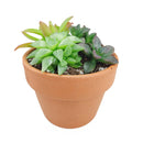 Succulent Arrangement in Terracotta Planter, rosette succulents, colorful succulents, stunning succulent arrangement for home and office decor, random succulents in terracotta planter