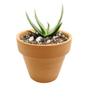 buy coral aloe vera striata live succulent 2 inch online, small rosette with coral-edged spineless smooth leaves in a plastic pot, grows slowly and reliably for many years with minimal care, hue shifts from cool blue-green to warm coral-pink with more sun, natural air purifier and drought tolerant gem, adorable desktop or shelf accent plant, perfect introductory succulent gift