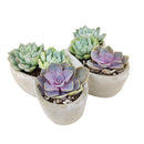 9 inch Butterfly Succulent Arrangement, Creative Succulent Planter for Sale, Live Succulent Gift Ideas, succulent arrangement for home decor