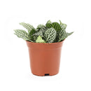4" pot Fittonia 'White Nerve Plant' live houseplant for sale, vibrant low-growing tropical perennial with soft oval deep green leaves elegantly traced with white veins, moisture-loving and shade-adapted species, wilts when thirsty as a helpful watering cue, ideal for terrariums bathrooms or humid shelves, adds lush bohemian tropical flair to any indoor plant collection, a perfect gift for plant enthusiasts of all levels