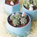 Thimble Cactus - Mammillaria gracilis fragilis