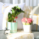 buy ZZ Plant live houseplant 8" pot online, magnificent full specimen with deep emerald glossy pinnate leaves in white cylinder pot, slow growing nearly indestructible perennial, air purifying with toxin filtering benefits, grand floor display plant for modern and contemporary interiors, stunning premium gift