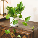 8" pot pothos 'golden' live houseplant for sale, impressive mature trailing vine with abundant golden-variegated heart-shaped leaves, planted in a black eco pot, drought-tolerant and low maintenance, vigorous vining growth habit, bold statement piece for living rooms or entryways, an exceptional and enduring gift