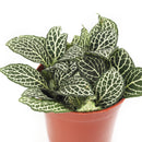 4" pot Fittonia 'White Nerve Plant' live houseplant for sale, vibrant low-growing tropical perennial with soft oval deep green leaves elegantly traced with white veins, moisture-loving and shade-adapted species, wilts when thirsty as a helpful watering cue, ideal for terrariums bathrooms or humid shelves, adds lush bohemian tropical flair to any indoor plant collection, a perfect gift for plant enthusiasts of all levels