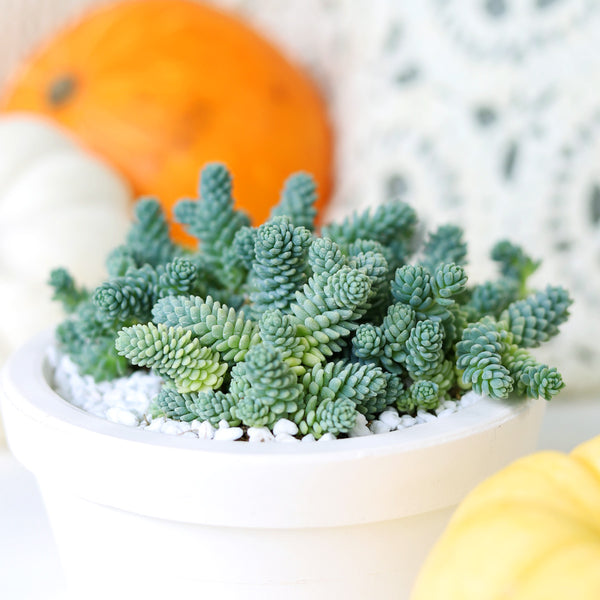 sansevieria starfish 4