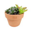Succulent Arrangement in Terracotta Planter, rosette succulents, colorful succulents, stunning succulent arrangement for home and office decor, random succulents in terracotta planter