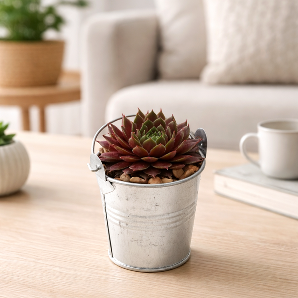 succulent bucket 2.5" Tin Pail | Succulent Pot