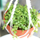string of turtles plant for sale, buy peperomia plant near me, hanging trailing succulent for home office decor, live succulent as gift