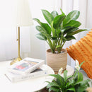 buy chinese evergreen leprechaun live houseplant 4 inch online, vibrant glossy foliage with layered green and creamy yellow patterning, compact tropical form with short sturdy stems, tolerates dry indoor air and irregular watering, beautiful on desks counters or in kitchen spaces with ambient light, a charming and lasting gift for any plant enthusiast, grower pot