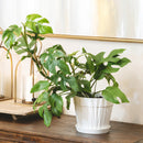 6" pot philodendron mini monstera minima live air plant for sale, vibrant dark green split leaves on a fast-climbing tropical vine, compact enough for small spaces yet visually dramatic, rare rhaphidophora genus collector specimen, moderate humidity requirement, striking indoor jungle aesthetic for modern or eclectic home decor, memorable gift for any plant enthusiast