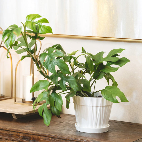 Philodendron Mini Monstera Minima