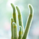 Cleistocactus winteri ssp. colademononis - Monkey Tail Cactus