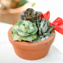 buy variegated butterfly agave live succulent 3.5 inch online, blue-green and creamy yellow variegated rosette foliage, compact architectural form with slow steady long-lived growth, sharp terminal and marginal spines throughout leaf structure, thrives in full sun with very low water requirements, striking sculptural accent for desert, boho or modern minimalist decor, a rare and highly sought-after collector succulent gift