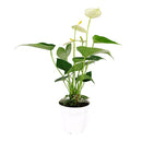 6" pot anthurium 'white' live houseplant for sale, striking white waxy bract with smooth erect spadix, rich deep-green leathery foliage, year-round bloomer from the anthurium andraeanum hybrid group, toxin-filtering nasa clean air plant, gorgeous focal point for contemporary interior spaces, thoughtful and lasting gift for plant enthusiasts