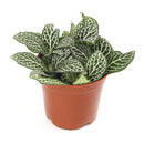 4" pot Fittonia 'White Nerve Plant' live houseplant for sale, vibrant low-growing tropical perennial with soft oval deep green leaves elegantly traced with white veins, moisture-loving and shade-adapted species, wilts when thirsty as a helpful watering cue, ideal for terrariums bathrooms or humid shelves, adds lush bohemian tropical flair to any indoor plant collection, a perfect gift for plant enthusiasts of all levels